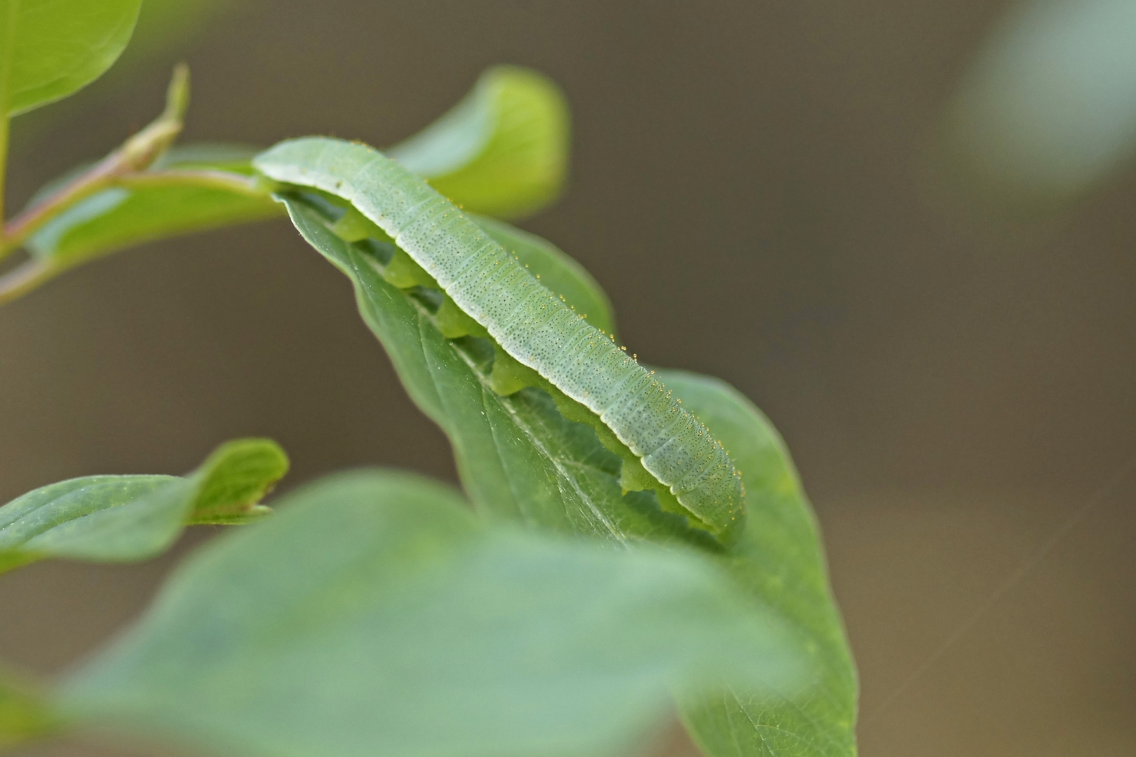 Raupe des Zitronenfalters (Gonepteryx rhamni)