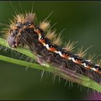 Raupe einer Ampfer-Rindeneule , ein Nachtfalter