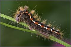 Raupe einer Ampfer-Rindeneule , ein Nachtfalter