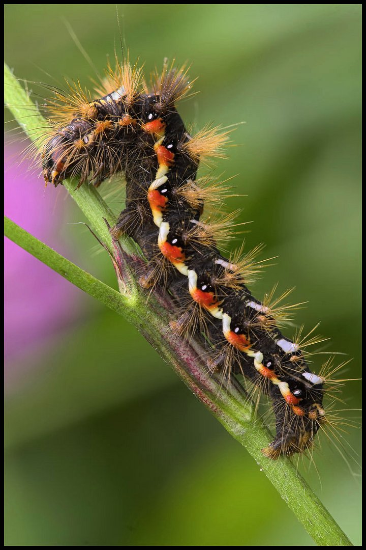 Raupe einer Ampfer-Rindeneule , ein Nachtfalter-