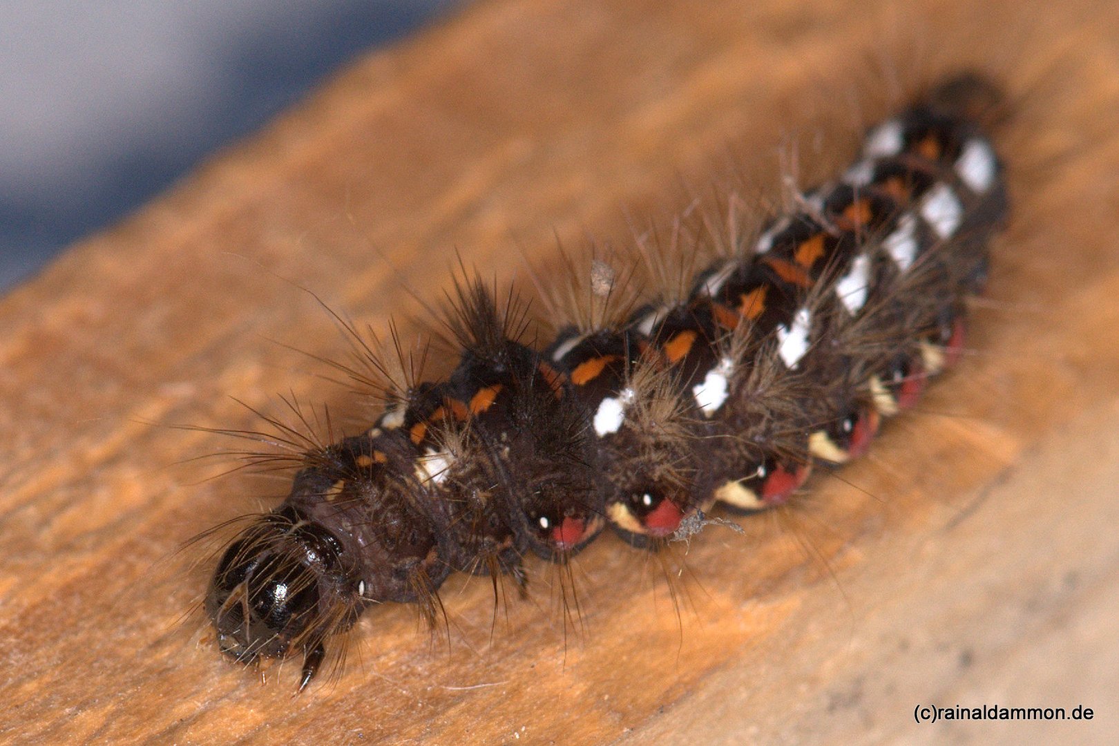 Raupe einer Ampfereule (actronicta rumicis)