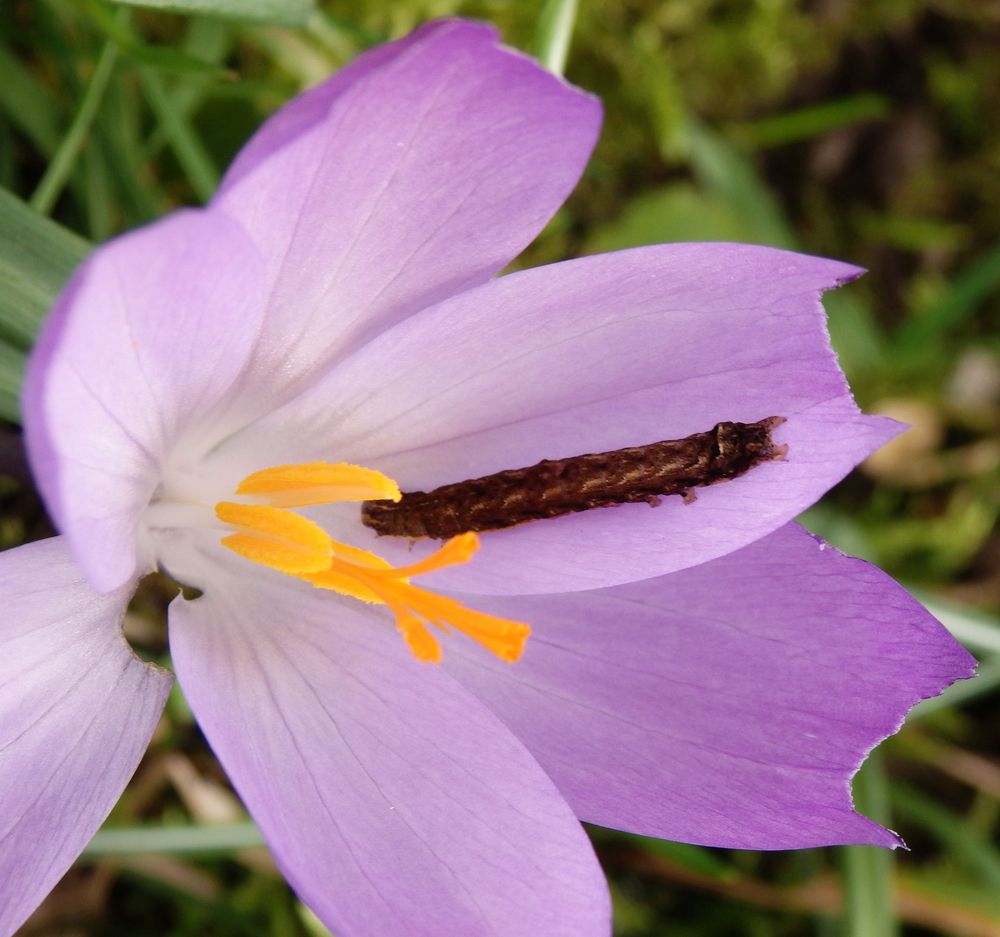 Raupe einer Bandeule futtert Krokusblüten