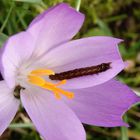 Raupe einer Bandeule futtert Krokusblüten