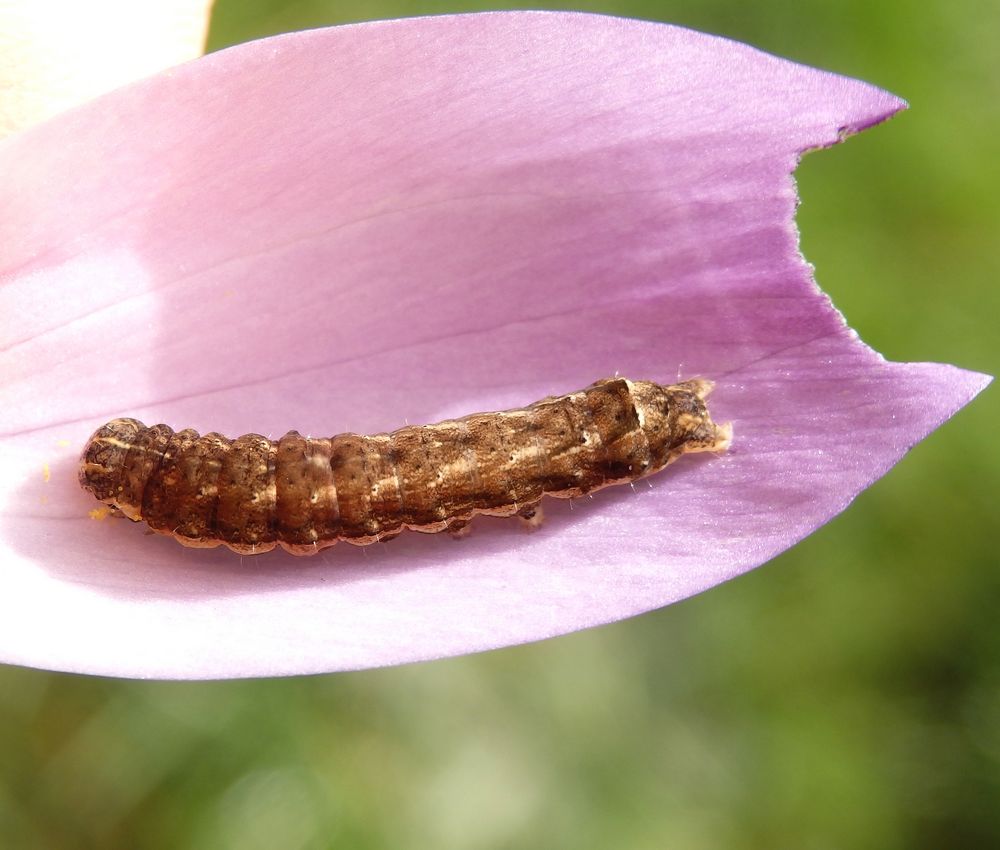 Raupe einer Bandeule futtert Krokusblüten