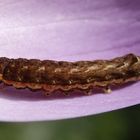 Raupe einer Bandeule futtert Krokusblüten