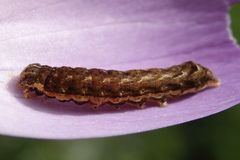 Raupe einer Bandeule futtert Krokusblüten