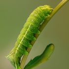 Raupe einer Pyramideneule (Amphipyra pyramidea)