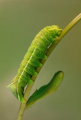 Raupe einer Pyramideneule (Amphipyra pyramidea)