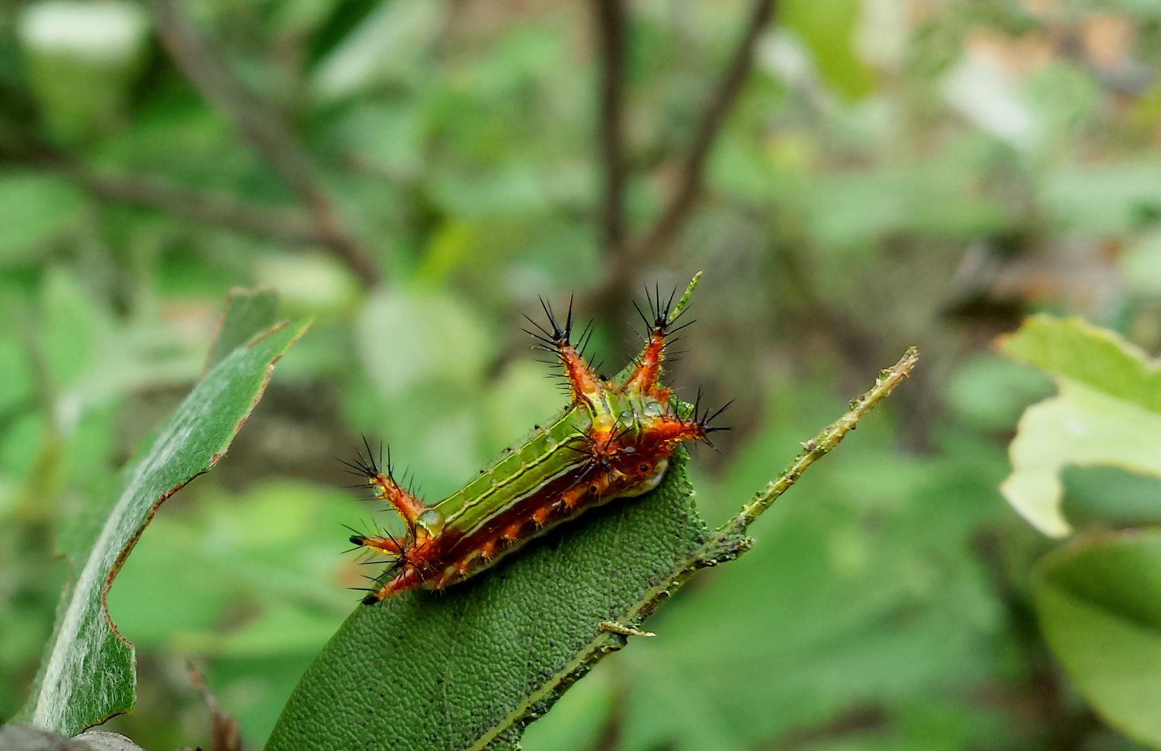 Raupe einer Schildmotte