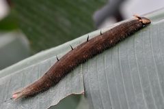 Raupe eines Bananenfalters (Caligo)