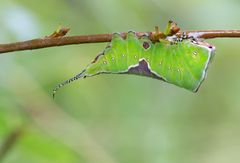 Raupe eines Gabelschwanz (Cerura vinula)