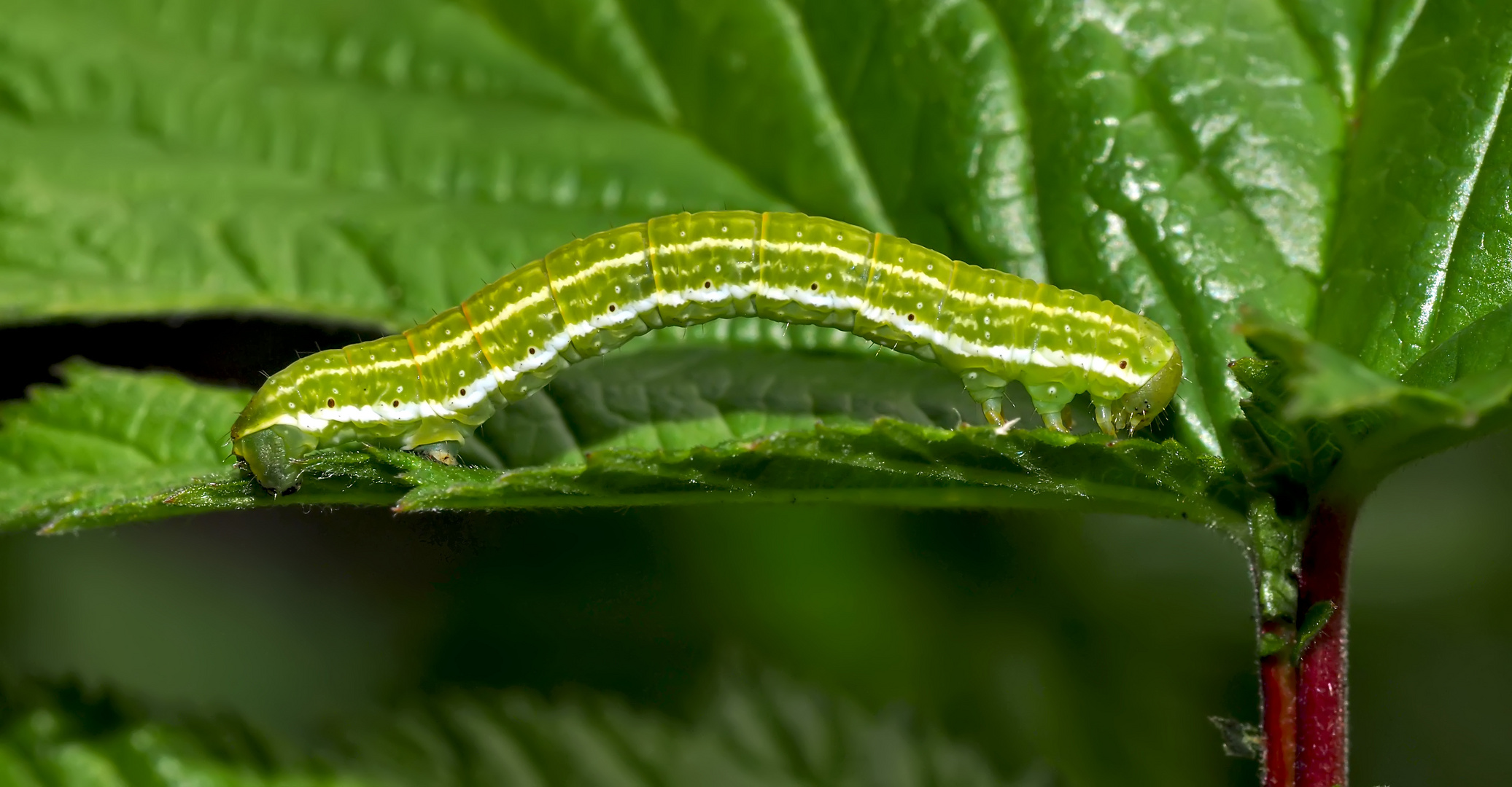 Raupe eines Herbstspanners: Epirrita sp. * - Une chenille en promenade...