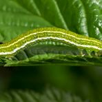 Raupe eines Herbstspanners: Epirrita sp. * - Une chenille en promenade...