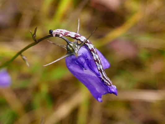 Raupe eines Mondfleckigen Blütenspanners, Eupithecia centaureata ...