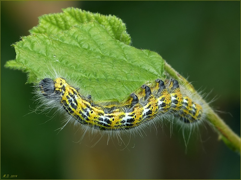 Raupe eines Mondvogels