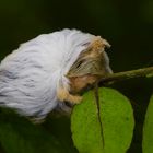 Raupe eines Nachtfalters aus dem Tieflandregenwald von Kolumbien