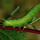 Raupe eines Pappelschwärmers