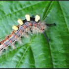 -Raupe eines Schlehenbürstenspinners (orgyia antiqua)