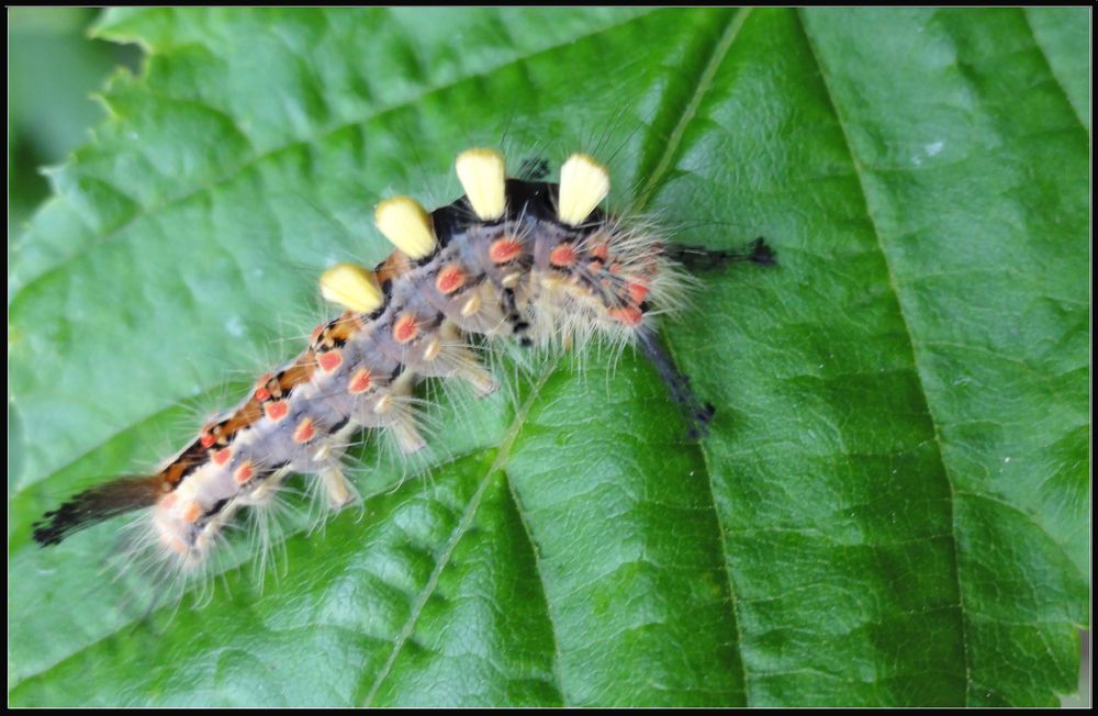 -Raupe eines Schlehenbürstenspinners (orgyia antiqua)