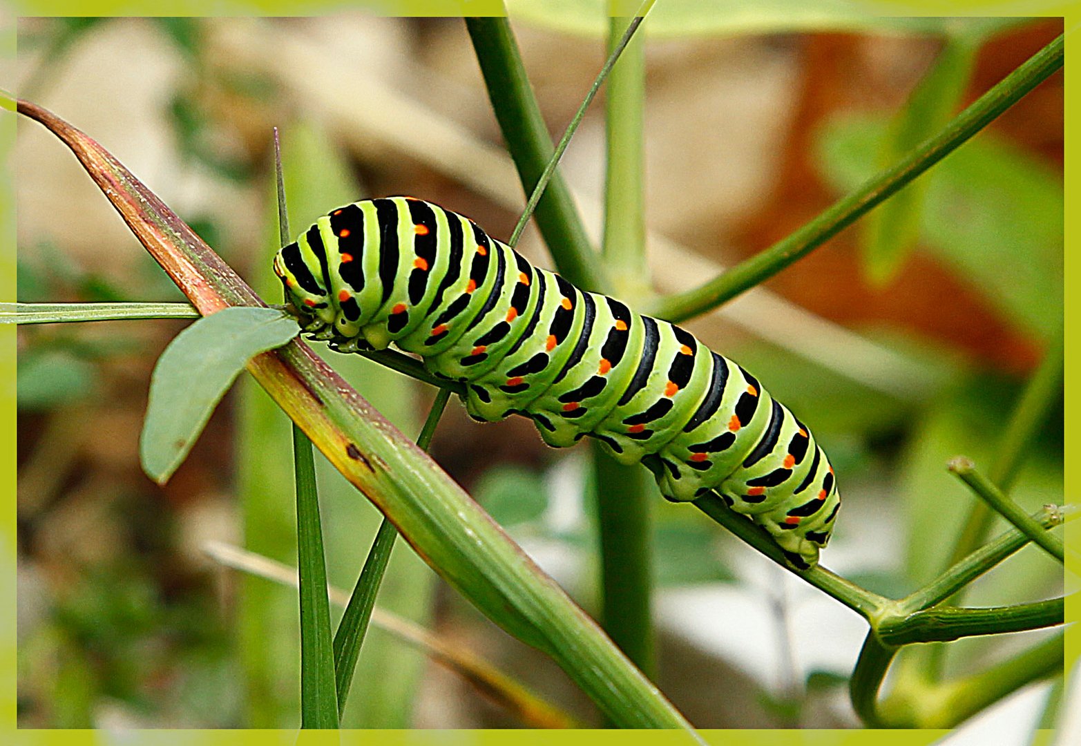 Raupe eines Schwalbenschwanzes (Papilio machaon)