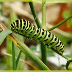 Raupe eines Schwalbenschwanzes (Papilio machaon)