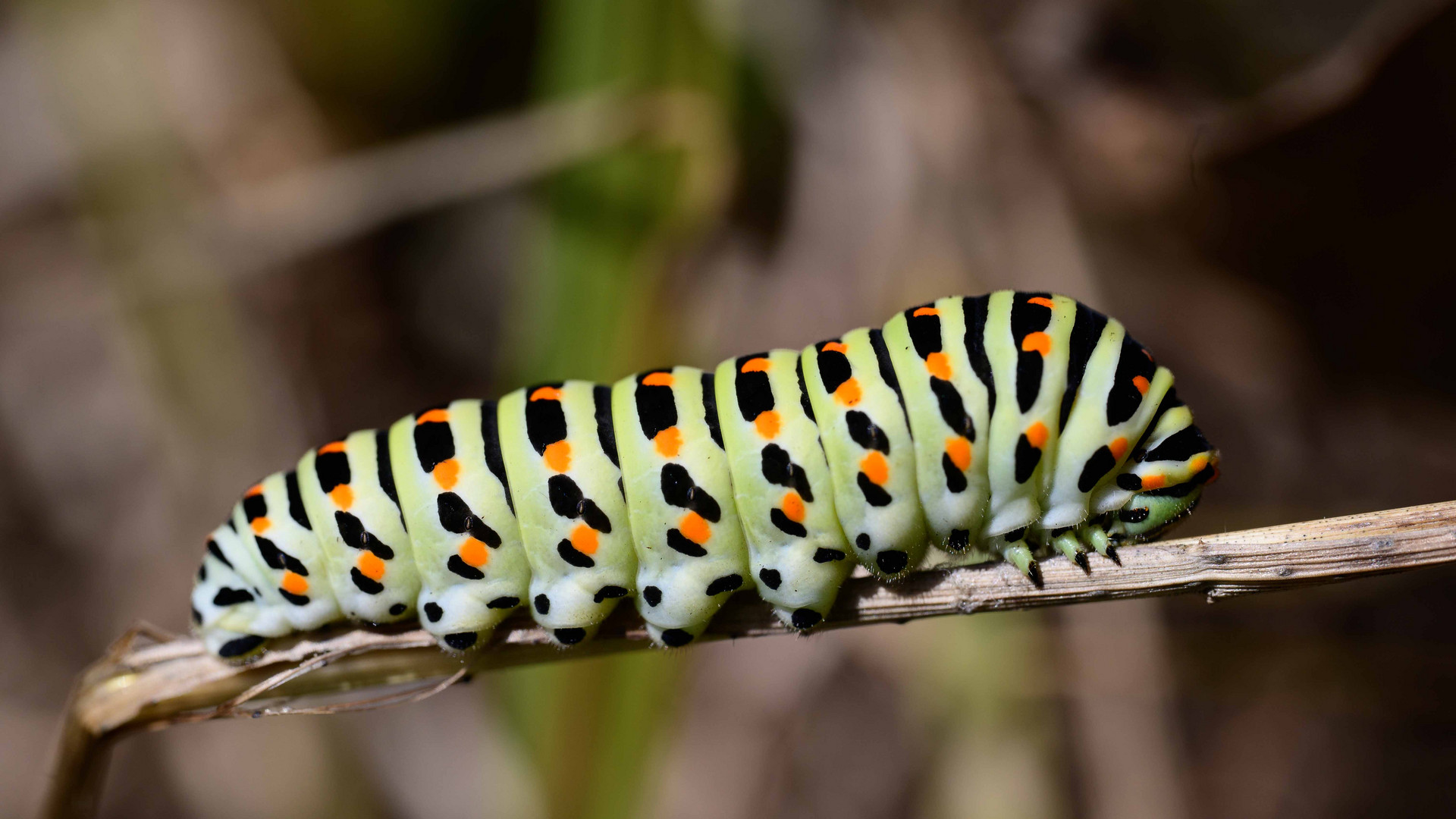 Raupe eines Schwalbenschwanzes (Papilio machaon)