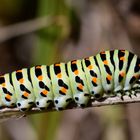 Raupe eines Schwalbenschwanzes (Papilio machaon)