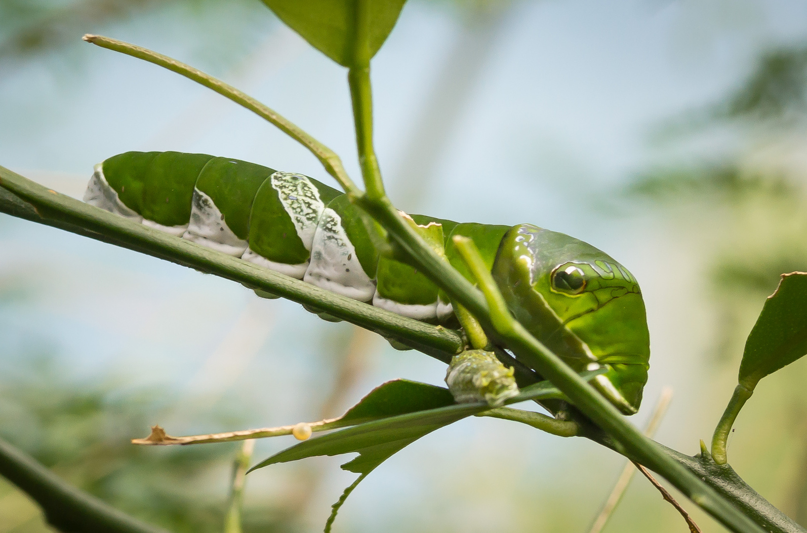 Raupe eines tropischen Schmetterlings