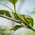 Raupe eines tropischen Schmetterlings