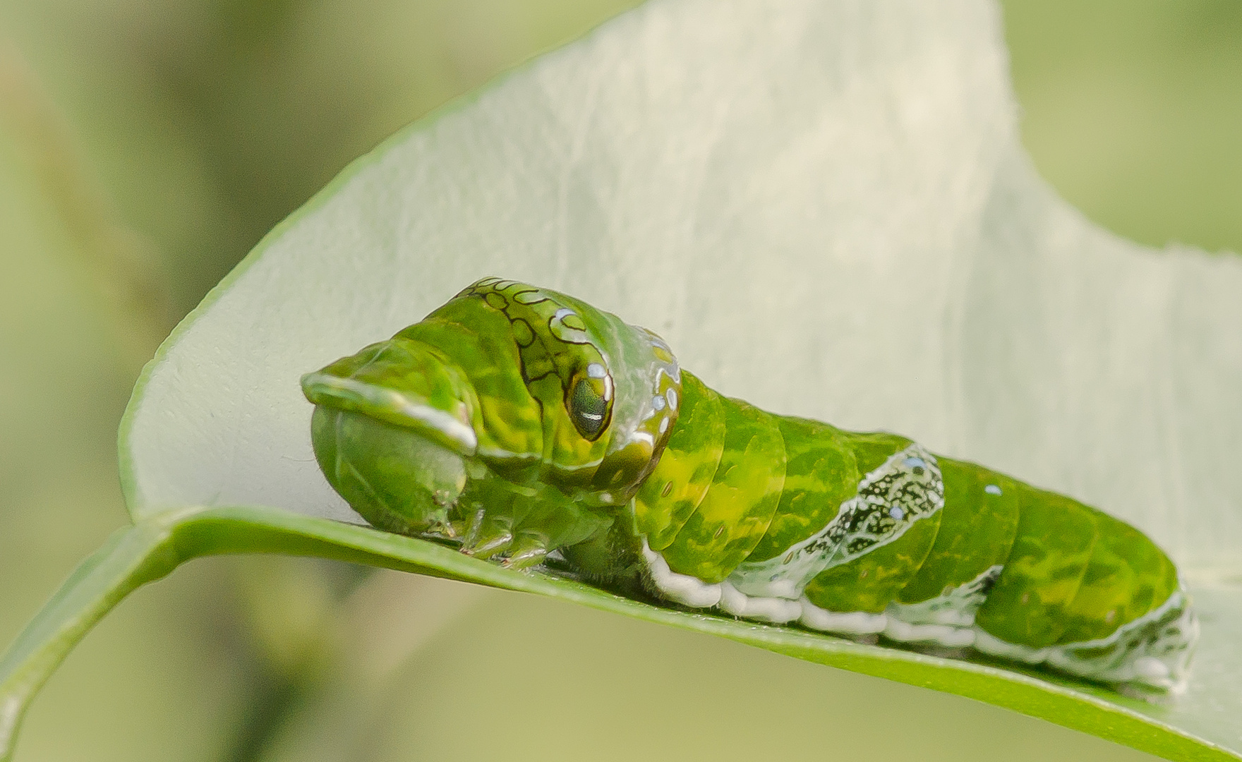 Raupe eines tropischen Schmetterlings (II)