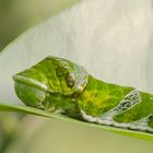 Raupe eines tropischen Schmetterlings (II)