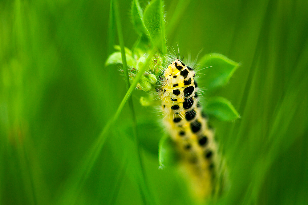 Raupe eines Widderchens