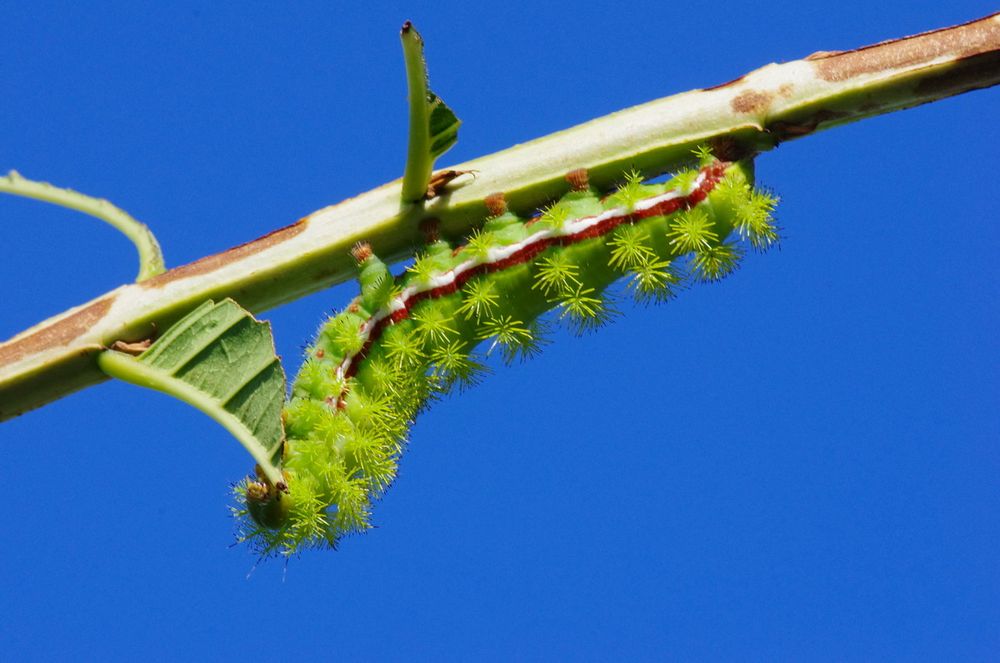 Raupe, Florida, USA