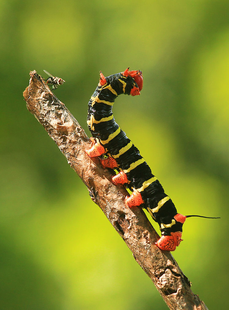 Raupe Frangipani Caterpillars