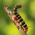 Raupe Frangipani Caterpillars