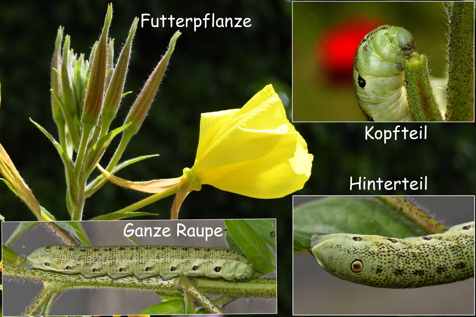 Raupe & Futterpflanze 190702-001