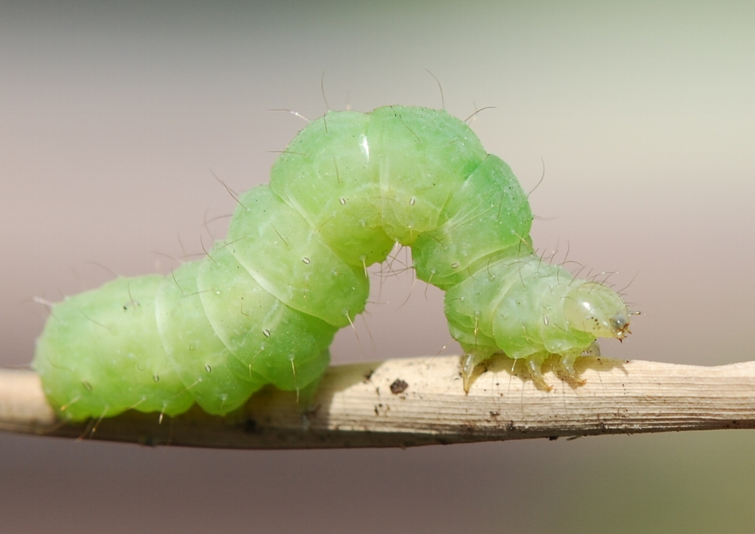 Raupe grün Foto &amp; Bild | tiere, wildlife, insekten Bilder auf fotocommunity