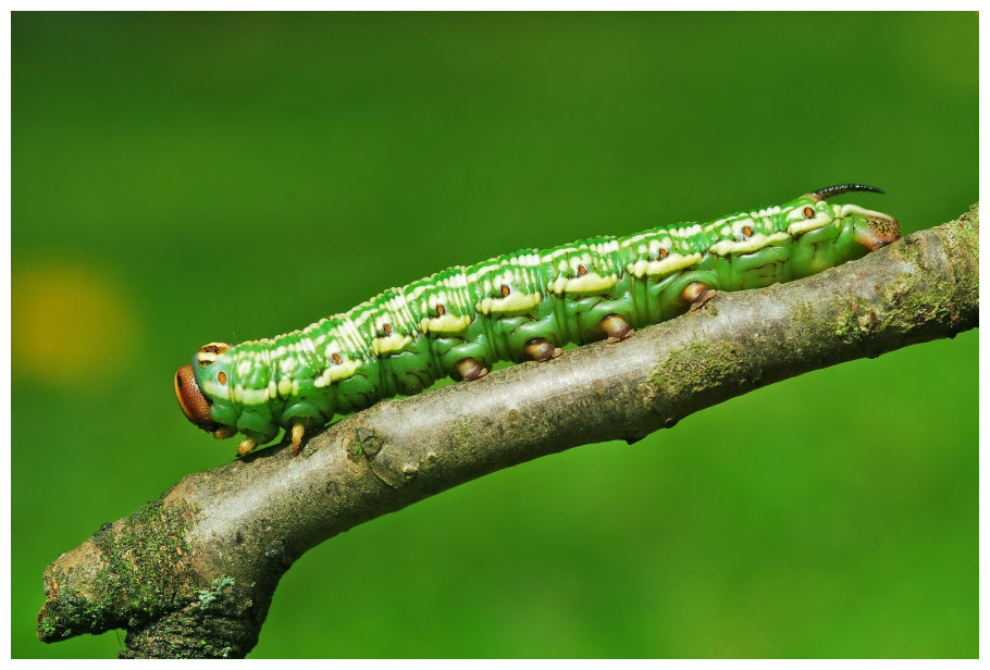 >>> Raupe Gundula in action 