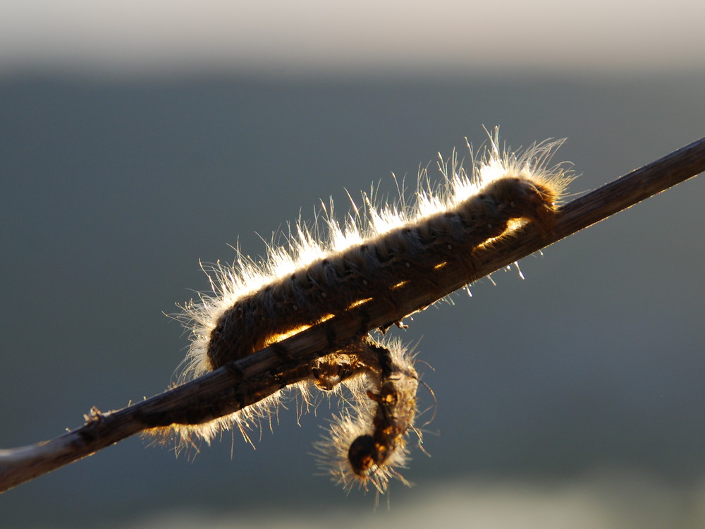 Raupe im Abendlicht