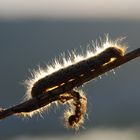 Raupe im Abendlicht