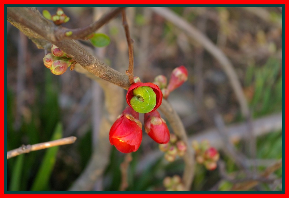 Raupe im Blumenschlafsack