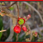 Raupe im Blumenschlafsack