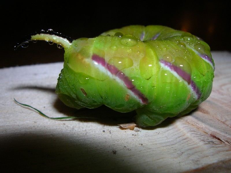 raupe im eigenen garten