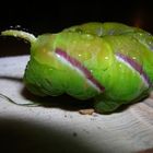 raupe im eigenen garten