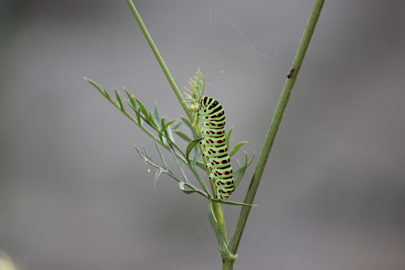 Raupe Im Garten