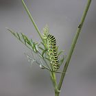 Raupe Im Garten