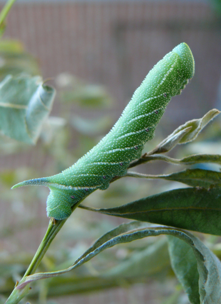 Raupe im Garten