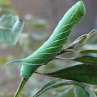 Raupe im Garten