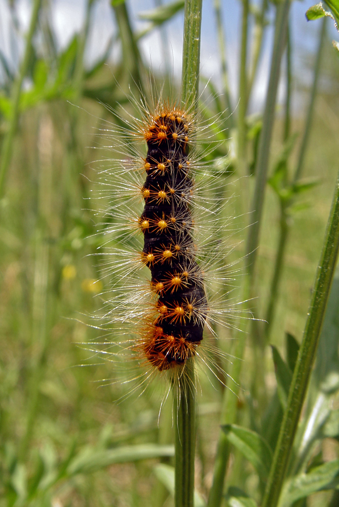 Raupe im Kaiserstuhl