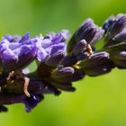 Raupe im Lavendel